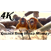 Golden Snub Nosed Monkey use as Gif